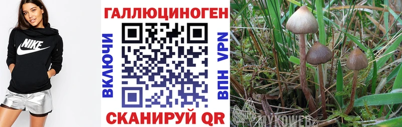 Галлюциногенные грибы Psilocybe  где продают   площадка какой сайт  Бор 